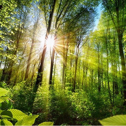 Sustentabilidade